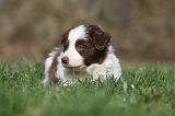 BORDER COLLIE 793